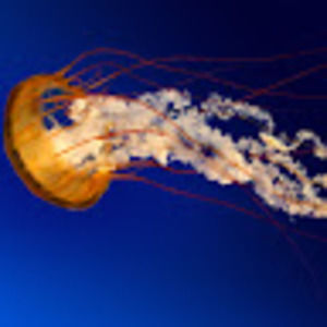 Meet your Posher, Taigen